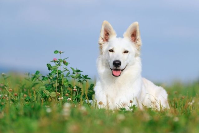 Berger Blanc Suisse: Ursprung und Geschichte des Weißen Schweizer Schäferhund